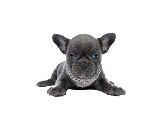 - Cuban Chain Silver